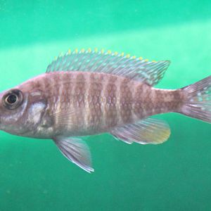 Aulonacara freibergi