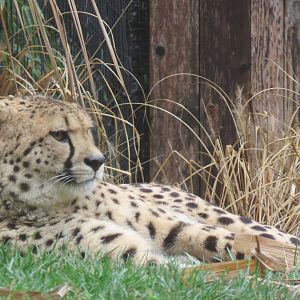 Cheetah Conservation Station - Cheetah