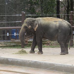 Asia Trail - Asian Elephant