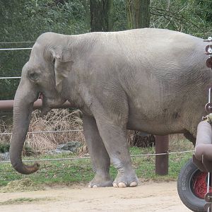 Asia Trail - Asian Elephant