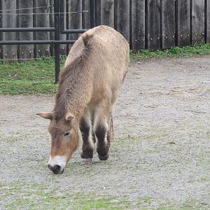 National Zoo - Przewalski's Horse