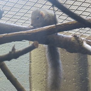 Small Mammal House - Northern Tree Shrew