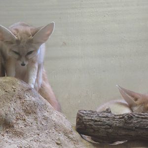 Small Mammal House - Fennec Fox