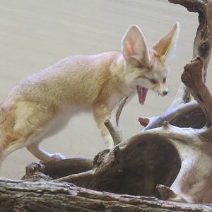 Small Mammal House - Fennec Fox