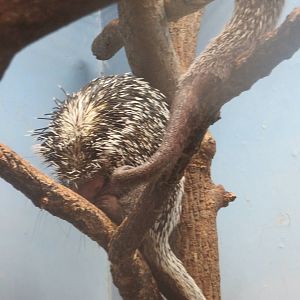 Small Mammal House - Prehensile Tailed Porcupine