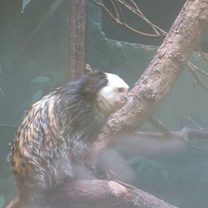 Small Mammal House - Geoffroy's Marmoset