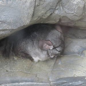 Small Mammal House - Chinchilla
