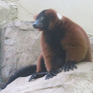 Small Mammal House - Red Ruffed Lemur