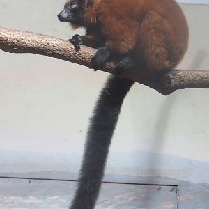 Small Mammal House - Red Ruffed Lemur