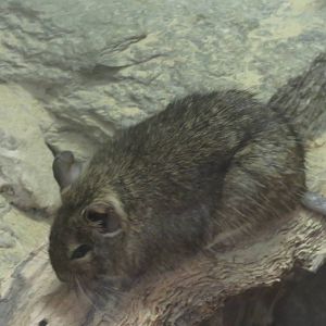 Small Mammal House - Degu