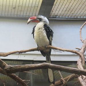 Small Mammal House - Von Der Decken's Hornbill