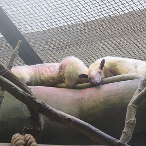 Small Mammal House - Southern Tamandua
