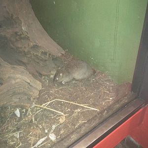 Small Mammal House - Woylie