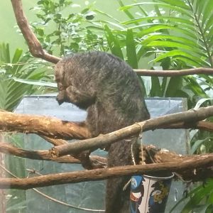 Small Mammal House - Pale Headed Saki