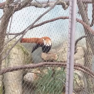 Small Mammal House - Red Panda