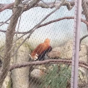 Small Mammal House - Red Panda