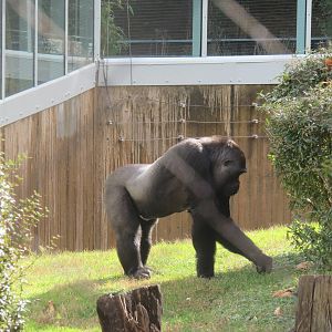 Great Ape House - Western Lowland Gorilla