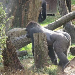 Great Ape House - Western Lowland Gorilla