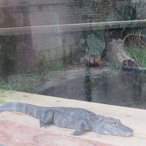 Reptile Discovery Center - Chinese Alligator