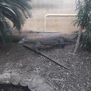 Reptile Discovery Center - Komodo Dragon