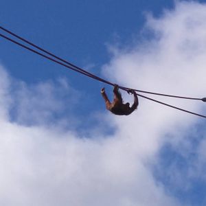 Great Ape House - Hybrid/Bornean Orangutan