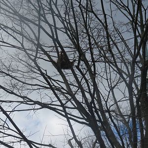 Great Ape House - Hybrid/Bornean Orangutan