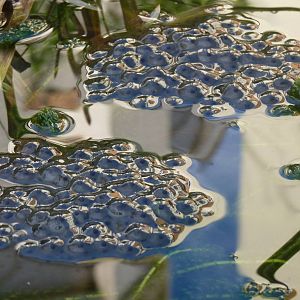 First frogspawn of 2016