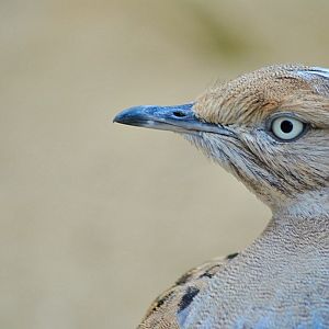 Asian Houbara bustard