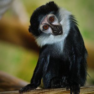 L?Hoest?s guenon