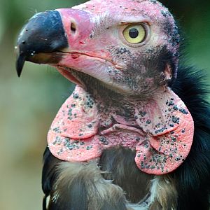 Indian black vulture