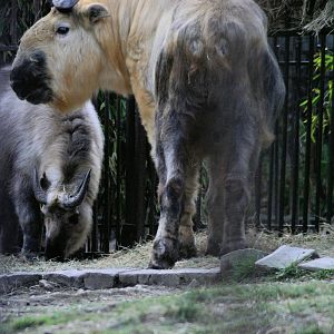 Sichuan takin