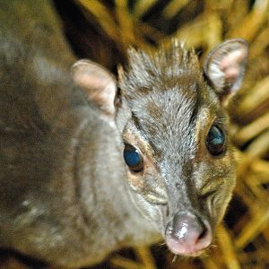 Western blue duiker