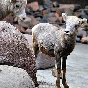 Desert bighorn sheep