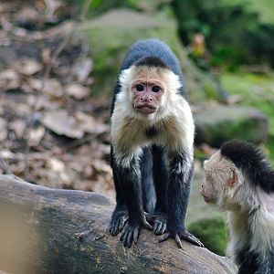 White-faced capuchin
