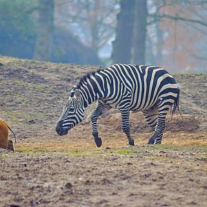 Plain?s zebra chasing red river hog