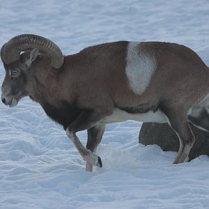 Armenian Mouflon (Ovis aries gmelini), adult male, January 2016