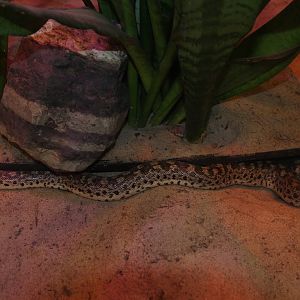 Tartar Sand Boa (Eryx tataricus), January 2016