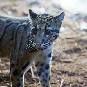 Clouded Leopard Close Up