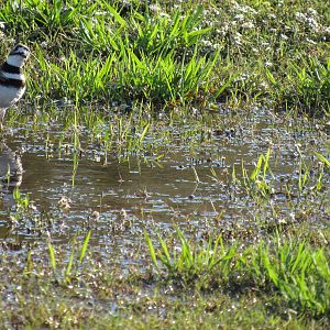 Killdeer-Texas
