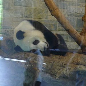 Giant Panda