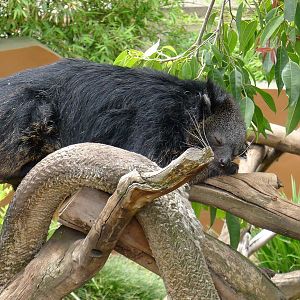 Binturong