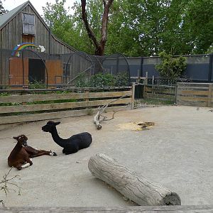 Alpacas in the childrens farm