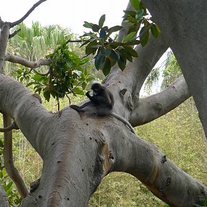 Dusky Langur