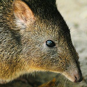 Long-nosed potoroo