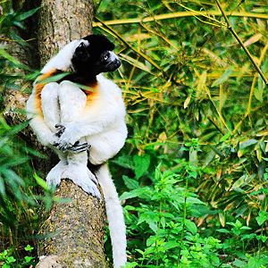 Crowned Sifaka