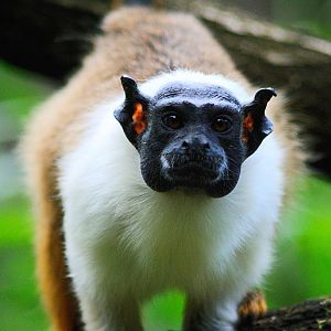 Pied tamarin