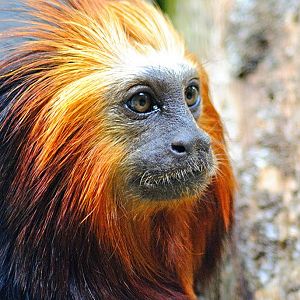 Golden-headed lion tamarin