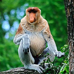 Proboscis monkey