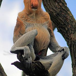 Proboscis monkey