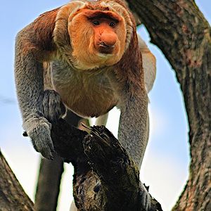 Proboscis monkey
